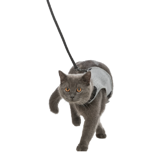 image 1.png