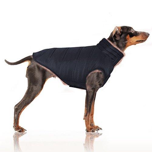 MP1801 - NIKITA - Dog.jpg