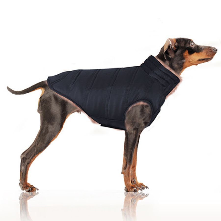 MP1801 - NIKITA - Dog.jpg