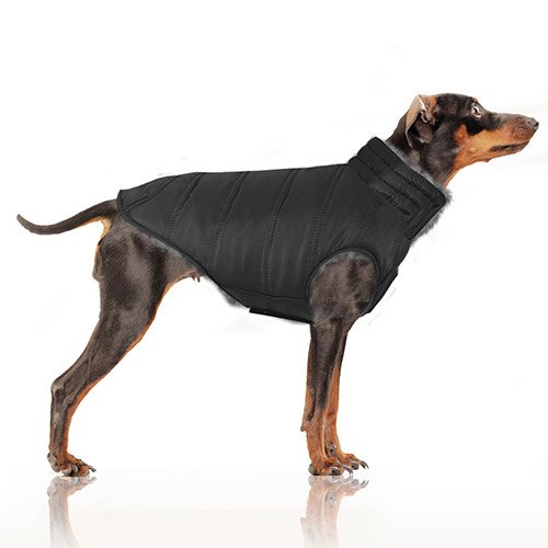 MP1765 - KRISTEN Dog 1.jpg