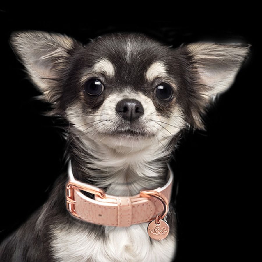 MP4171 SAFIRA Rose.jpg