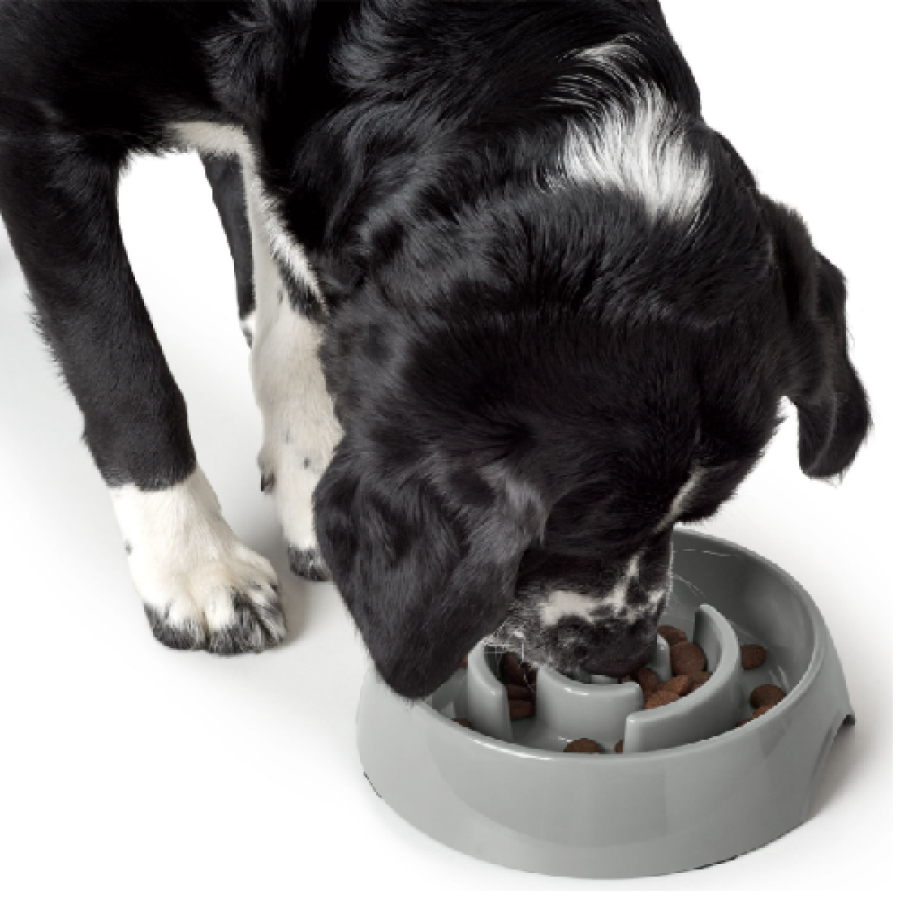 Gamelle Anti-glouton chien Atlanta