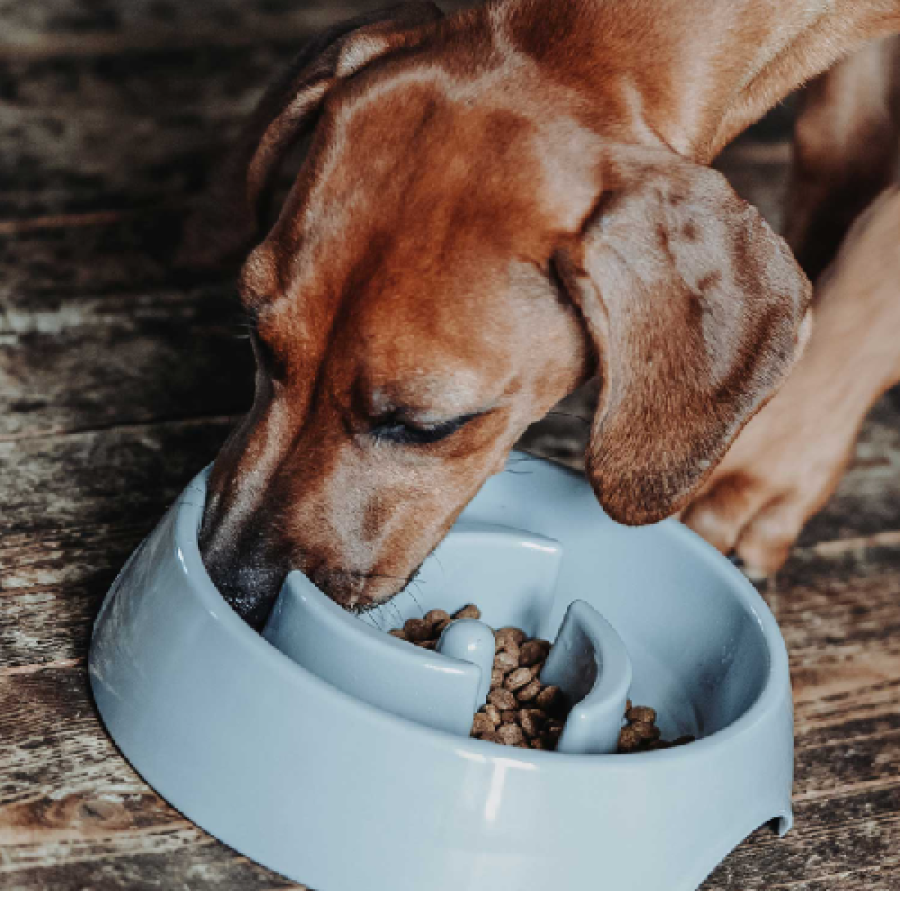 Gamelle Anti-glouton chien Atlanta