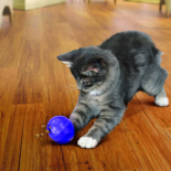 chats-kong-balle-kong-cat-treat-dispensing-ball-51400384773-155x_.png