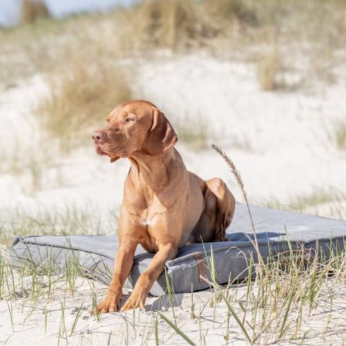 chiens-trixie-coussin-be-nordic-gris-1585521549-370x370.jpeg