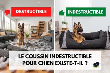 Le coussin chien indestructible existe-t-il ?