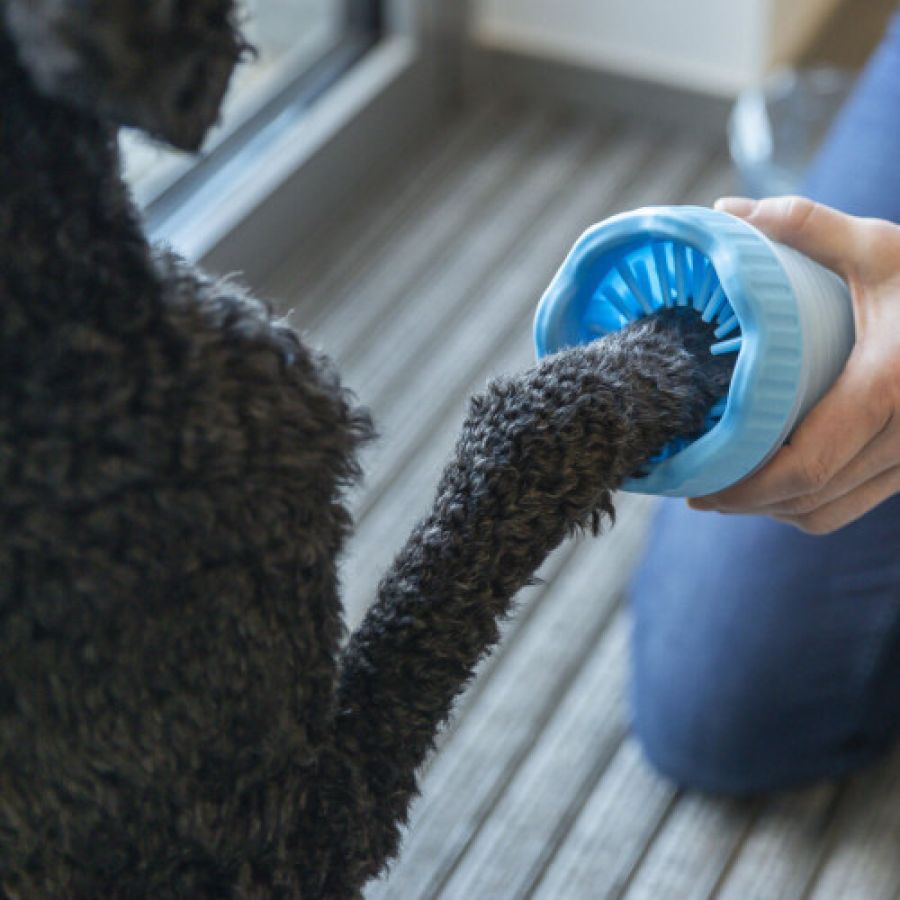 Brosse nettoyante pattes chien