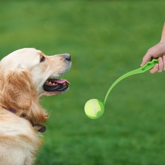 3 bonnes raison de lancer des balles à son chien