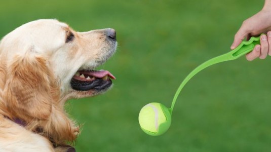 3 bonnes raison de lancer des balles à son chien