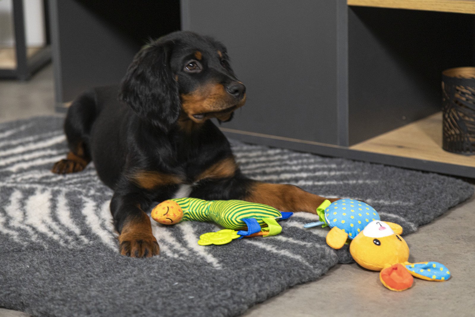 Tapis chauffant chiens, isolant, capte la chaleur