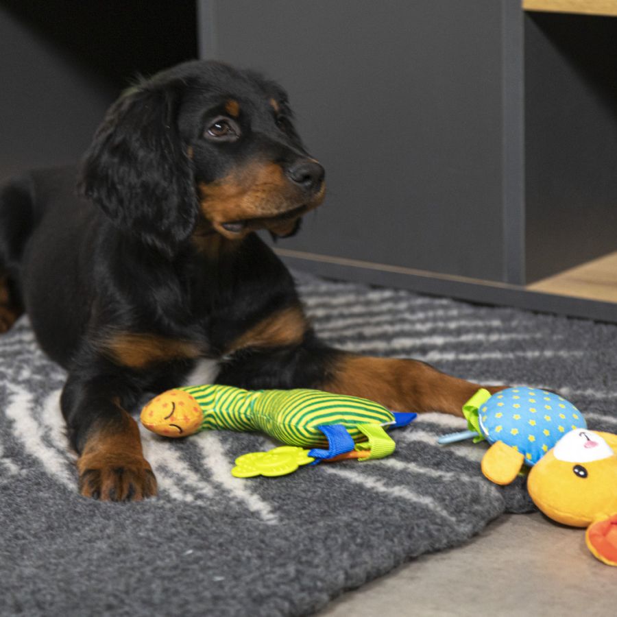 Tapis chauffant chiens, isolant, capte la chaleur