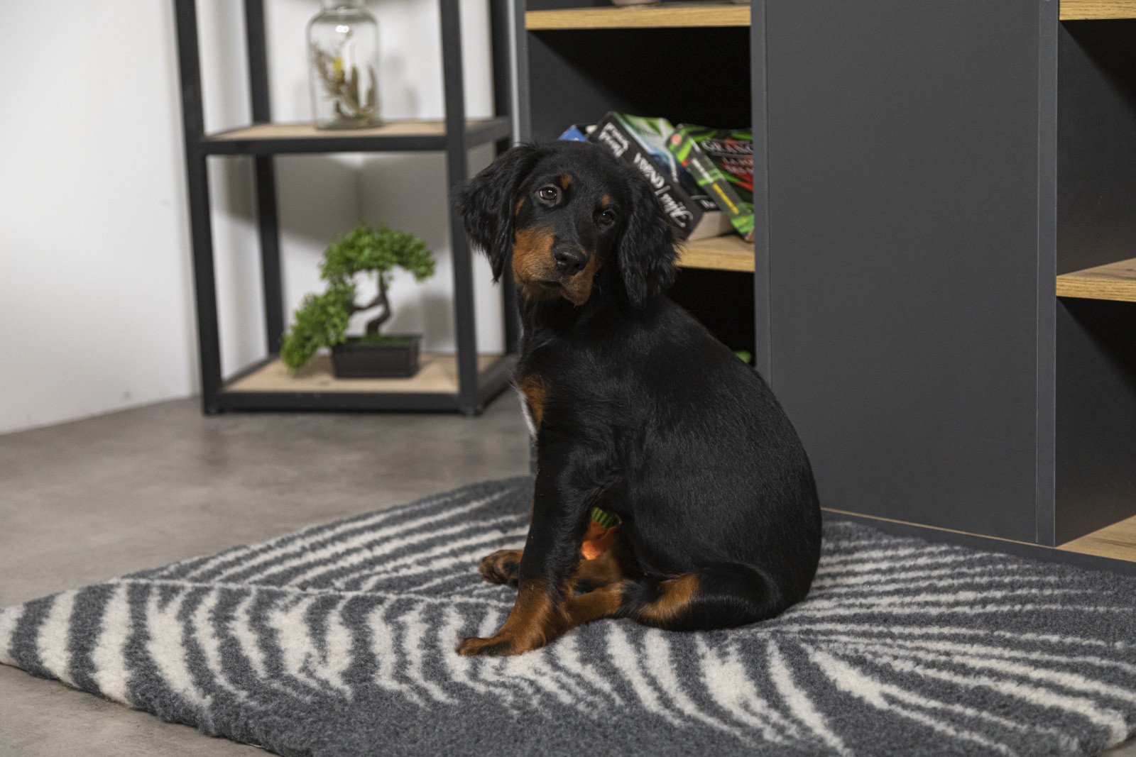 Tapis chauffant chiens, isolant, capte la chaleur