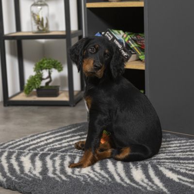 Tapis chauffant chiens, isolant, capte la chaleur