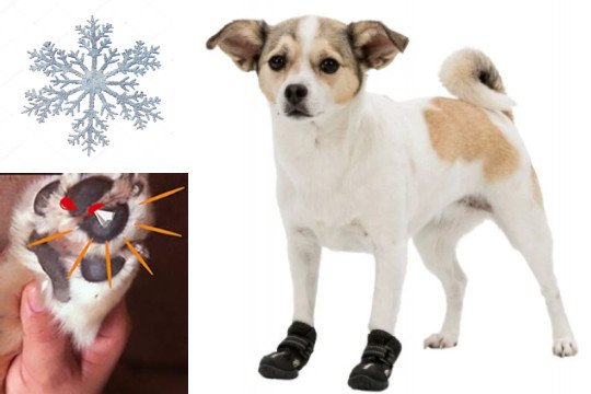 Chaussure neige chien : Chausson ! protection anti neige