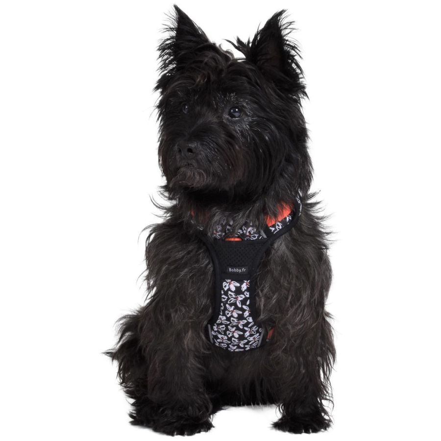 Harnais Anti-traction pour chien Rando Monoi Orange