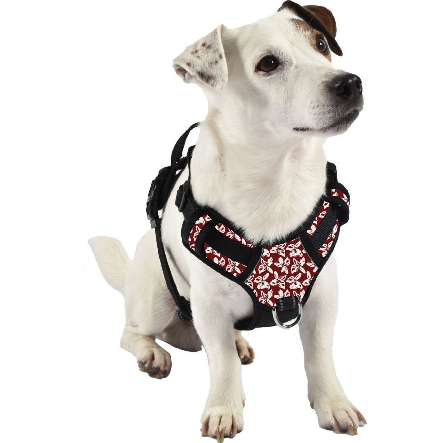 Harnais Anti-traction pour chien Rando Monoi Bordeaux