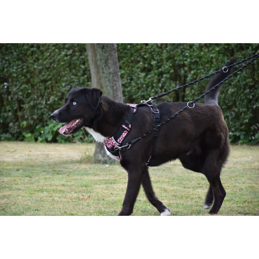 Harnais Anti-traction pour chien Rando Monoi Bordeaux