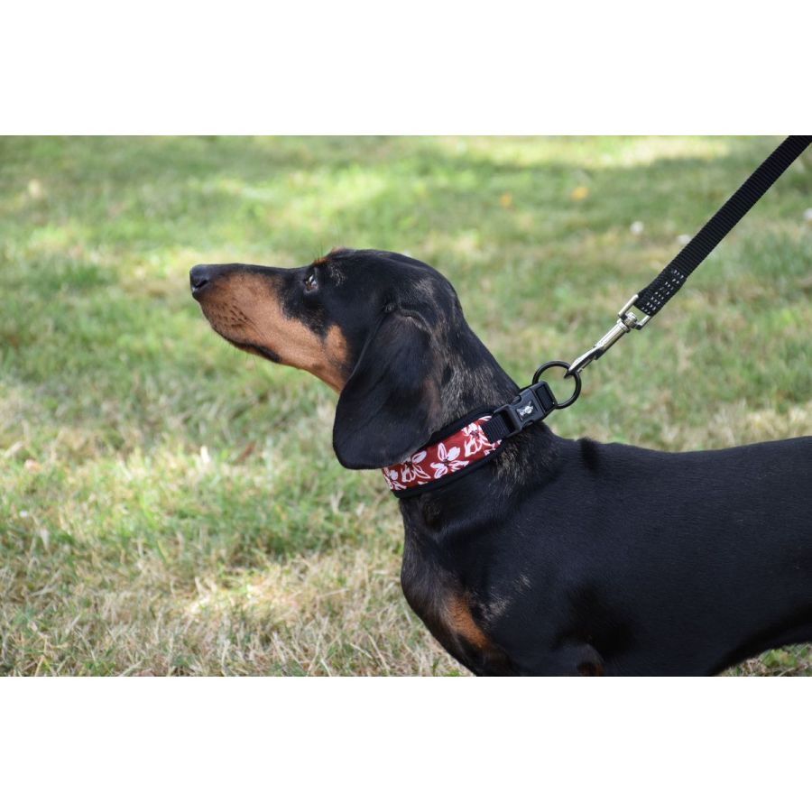 Collier confort Monoi Bordeaux pour Chien