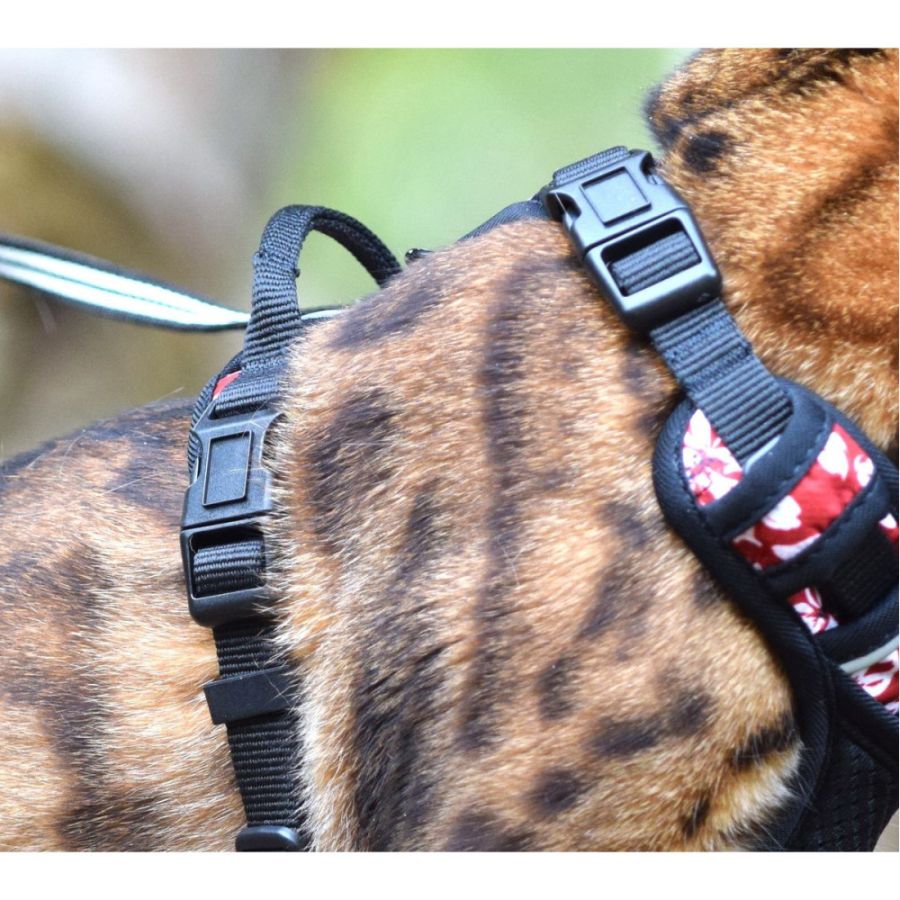 Harnais chat anti fuite rando monoï Bordeaux