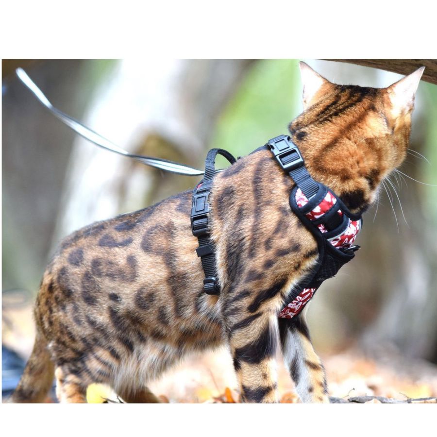 Harnais chat anti fuite rando monoï Bordeaux