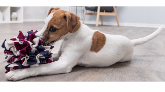 Quel est l’intérêt du tapis de fouille pour un chien ?