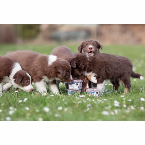 Comment choisir les friandises pour son chiot ?