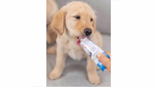 Donner des friandises à un chiot : Pour ou contre ?