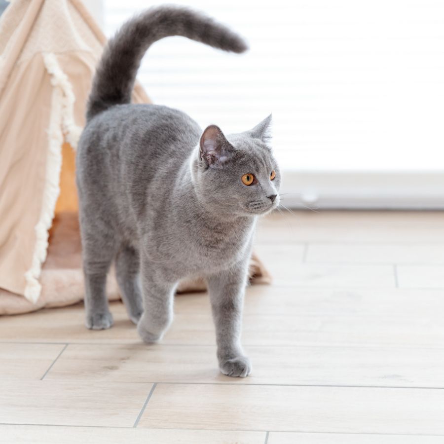 Tipi pour chat BOHO, forme Original et Design