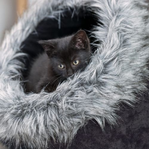 Maison pour petit Chien & Chat Yelina