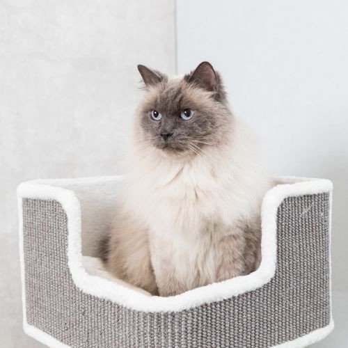 Arbre à chat XXL, pour gros chat, Maine Coon : Ava