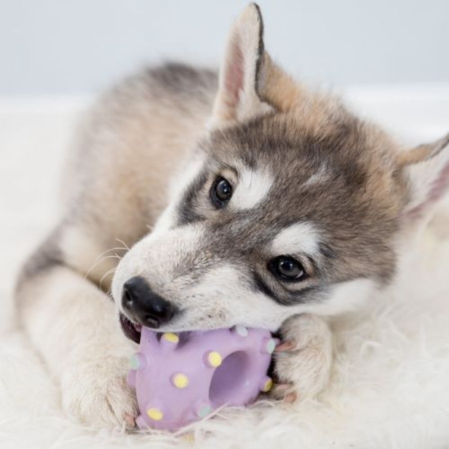 Jouet Mini Anneau Junior pour Chiot