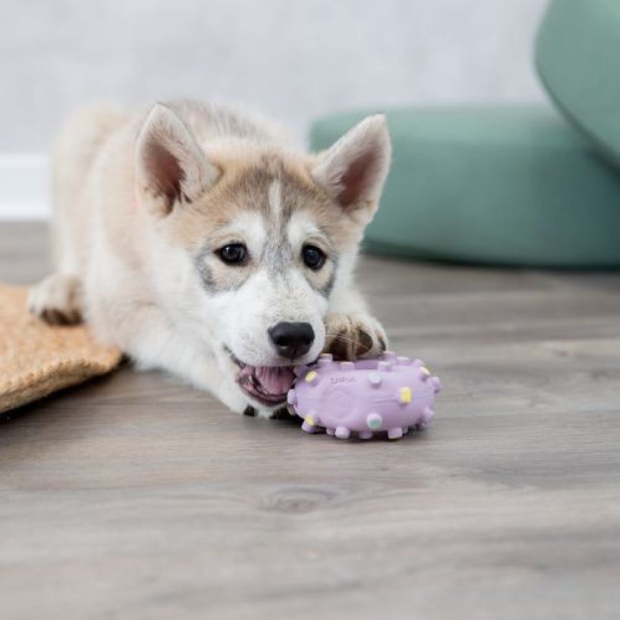 Jouet Mini Anneau Junior pour Chiot