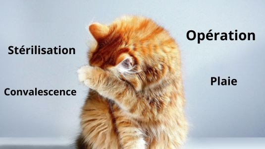 Dans quelles conditions utiliser une collerette pour son chat ?