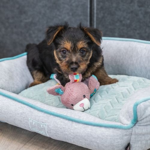 Jouet Lièvre pour chiot avec son