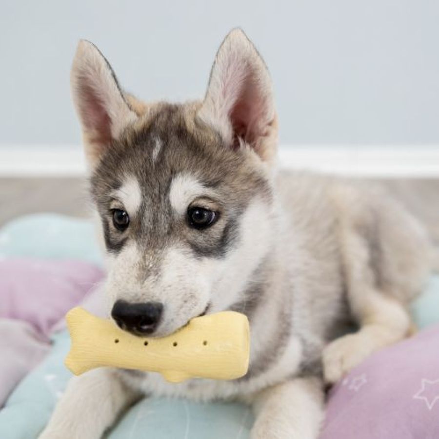 Jouet Junior Branche Craquante pour chiot