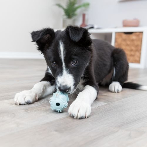 Jouet Junior Haltère pour chiot