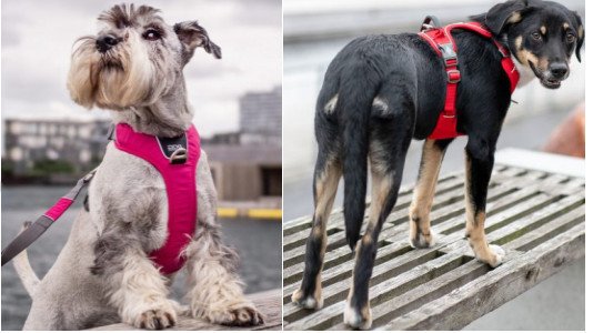 Pour quel chien le harnais Y est-il conseillé ?