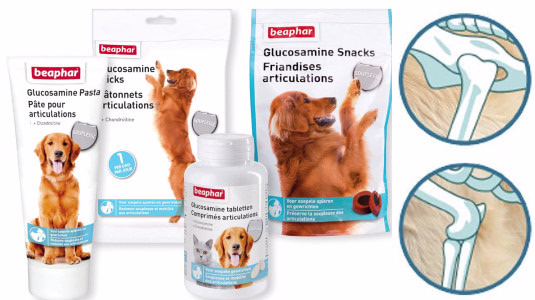 Traitement pour soulager l'arthrose chez le chien