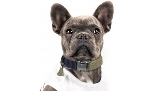 Le cou du Bouledogue Français