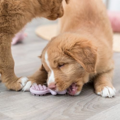 Mon chiot mordille ! Quel jouet conseillez-vous ?