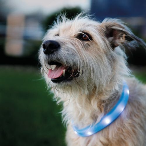 Collier USB lumineux bleu poils longs