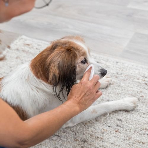 Lingettes soin yeux Trixie