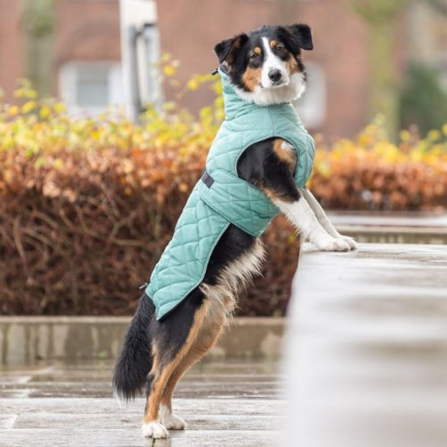 Manteau hiver pour chien : Polaire, petit, grand chien Oslo Jade