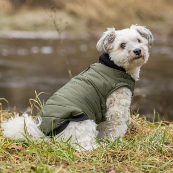 Manteau pour chien Arlay vert foncé
