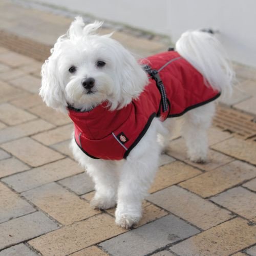 Manteau pour chien Minot rouge