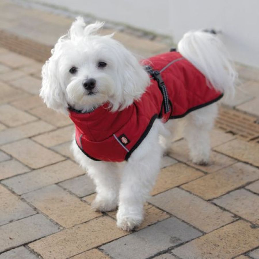 Manteau pour chien Minot rouge