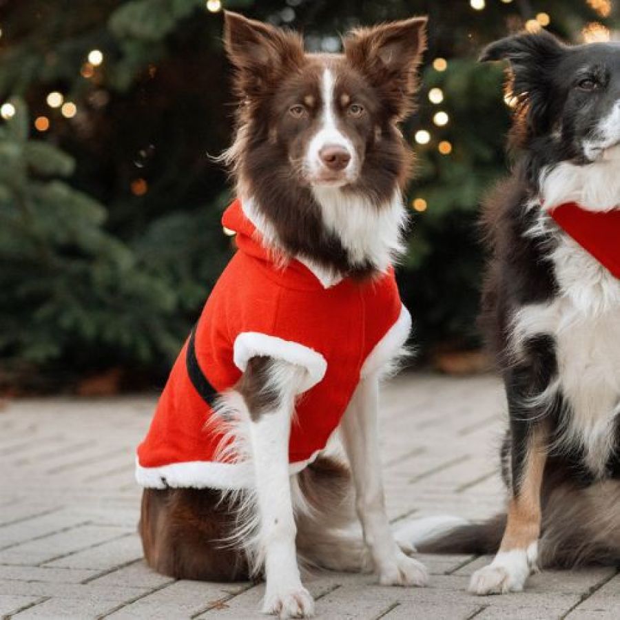 Déguisement Noël pour chien