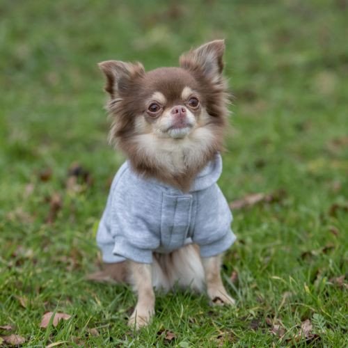 Sweat à capuche gris Rainbow Falls