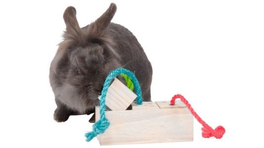 Le lapin nain a-t-il vraiment besoin d'un jeu pour s'amuser ?