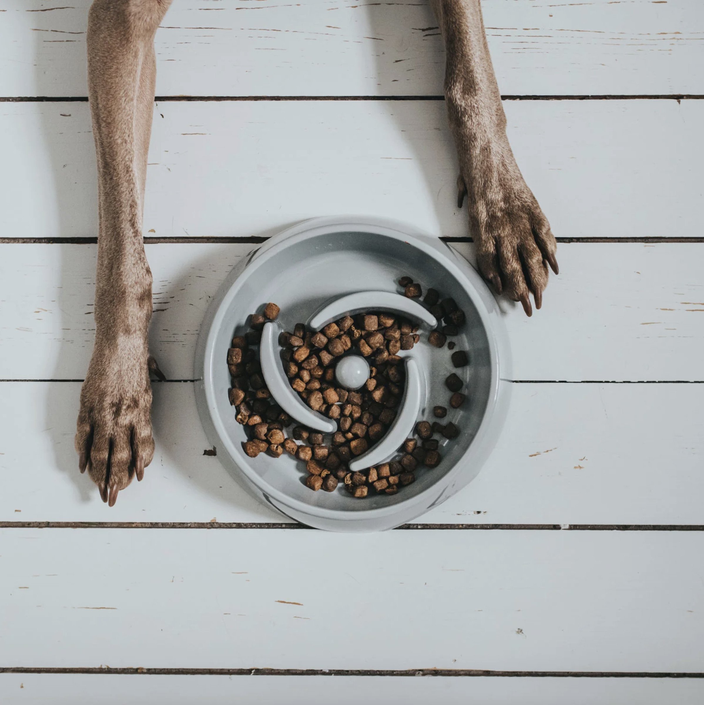 Gamelle Anti-glouton chien Atlanta